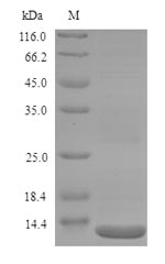 Greater than 90% as determined by SDS-PAGE.Recombinant Salmonella Typhi Lps-Assembly Protein Lptd (LPTD) Protein (His)