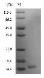Greater than 90% as determined by SDS-PAGE.Recombinant Mouse Secretoglobin Family 3A Member 2 (SCGB3A2) Protein (His)