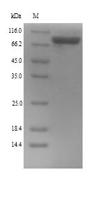 Greater than 90% as determined by SDS-PAGE.Recombinant Mouse Lysyl Oxidase Homolog 4 (LOXL4) Protein (His)