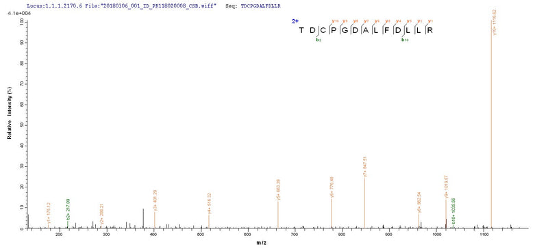 Based on the SEQUEST from database of Yeast host and target protein, the LC-MS/MS Analysis result of this product could indicate that this peptide derived from Yeast-expressed Homo sapiens (Human) PGLYRP2.Recombinant Human N-Acetylmuramoyl-L-Alanine Amidase (PGLYRP2) Protein (His)