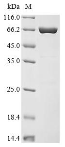 Greater than 90% as determined by SDS-PAGE.Recombinant Daucus Carota Phytosulfokine Receptor 1 (PSKR) Protein (His)