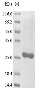 Greater than 85% as determined by SDS-PAGE.Recombinant Plasmodium Falciparum Glutathione S-Transferase (GST) Protein (His)