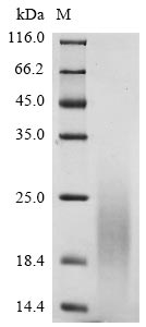 Greater than 90% as determined by SDS-PAGE.Recombinant Bovine Coronavirus Non-Structural Protein Of 4.8 Kda (4B) Protein (His)