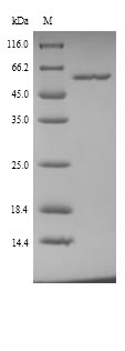 Greater than 90% as determined by SDS-PAGE.Recombinant Mouse Alanine Aminotransferase 1 (GPT) Protein (His)