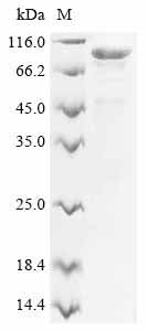 Greater than 90% as determined by SDS-PAGE.Recombinant Human Mucin-7 (MUC7) Protein (His-PDI)