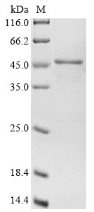 Greater than 85% as determined by SDS-PAGE.Recombinant Peptidase T (PEPT) Protein (His)