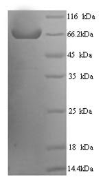 Greater than 90% as determined by SDS-PAGE.Recombinant Human Receptor-Type Tyrosine-Protein Phosphatase N2 (PTPRN2) Protein (His)