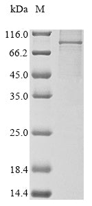 Greater than 90% as determined by SDS-PAGE.Recombinant Human Transcription Factor Iiib 90 Kda Subunit (BRF1) Protein (His)
