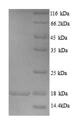 Greater than 90% as determined by SDS-PAGE.Recombinant Human Store-Operated Calcium Entry-Associated Regulatory Factor (SARAF) Protein (His)