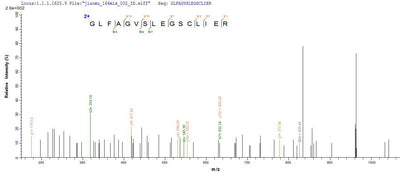 Based on the SEQUEST from database of Yeast host and target protein, the LC-MS/MS Analysis result of this product could indicate that this peptide derived from Yeast-expressed Homo sapiens (Human) SH3YL1.Recombinant Human Sh3 Domain-Containing Ysc84-Like Protein 1 (SH3YL1) Protein (His&Myc)