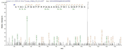 Based on the SEQUEST from database of Yeast host and target protein, the LC-MS/MS Analysis result of this product could indicate that this peptide derived from Yeast-expressed Homo sapiens (Human) SH3YL1.Recombinant Human Sh3 Domain-Containing Ysc84-Like Protein 1 (SH3YL1) Protein (His&Myc)