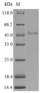 Greater than 85% as determined by SDS-PAGE.Recombinant Human Sh3 Domain-Containing Ysc84-Like Protein 1 (SH3YL1) Protein (His&Myc)