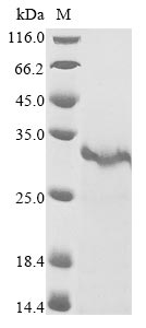 Greater than 85% as determined by SDS-PAGE.