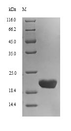 Greater than 90% as determined by SDS-PAGE.Recombinant Human C-Type Lectin Domain Family 4 Member C (CLEC4C) Protein (His)
