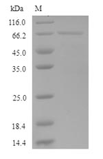 Greater than 90% as determined by SDS-PAGE.Recombinant Human Keratin, Type I Cuticular Ha5 (KRT35) Protein (His-SUMO)