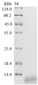 Greater than 85% as determined by SDS-PAGE.