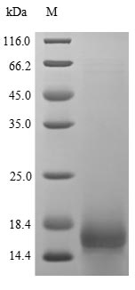 Greater than 85% as determined by SDS-PAGE.