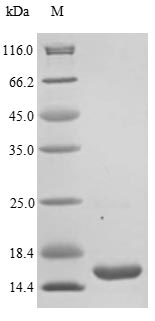 Greater than 85% as determined by SDS-PAGE.Recombinant Staphylococcus Aureus Staphylococcal Complement Inhibitor (SCN) Protein (His)