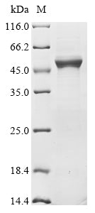 Greater than 90% as determined by SDS-PAGE.Recombinant Human Selenide, Water Dikinase 2 (SEPHS2) Protein (His)