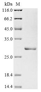 Greater than 85% as determined by SDS-PAGE.Recombinant Rat Interleukin-11 (IL11) Protein (His-PDI)
