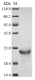 Greater than 90% as determined by SDS-PAGE.Recombinant Fusarium Solani Subsp. Cucurbitae Cutinase (CUTA) Protein (His)