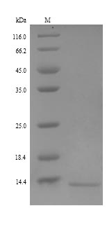 Greater than 90% as determined by SDS-PAGE.Recombinant Human Resistin-Like Beta (RETNLB) Protein (His)
