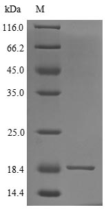 Greater than 90% as determined by SDS-PAGE.Recombinant Human Secreted Ly-6/Upar Domain-Containing Protein 2 (SLURP2) Protein (His)