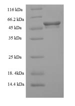 Greater than 90% as determined by SDS-PAGE.Recombinant Mouse Mixed Lineage Kinase Domain-Like Protein (MLKL) Protein (His)