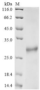 Greater than 85% as determined by SDS-PAGE.Recombinant Mouse Protein Fam3B (FAM3B) Protein (His)
