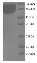 Greater than 90% as determined by SDS-PAGE.Recombinant Arabidopsis Thaliana Trihelix Transcription Factor Gt-1 (GT-1) Protein (His)