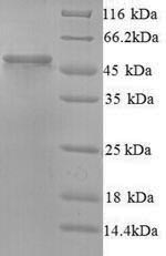 Greater than 90% as determined by SDS-PAGE.Recombinant Human Protein Ergic-53-Like (LMAN1L) Protein (His)