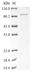 Greater than 85% as determined by SDS-PAGE.Recombinant Mouse Heat Shock Protein 75 Kda, Mitochondrial (TRAP1) Protein (His)