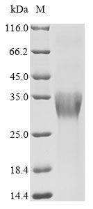 Greater than 90% as determined by SDS-PAGE.