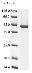 Greater than 85% as determined by SDS-PAGE.Recombinant Mouse Sialidase-2 (NEU2) Protein (His)