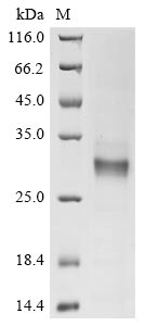Greater than 85% as determined by SDS-PAGE.Recombinant Human G-Protein Coupled Receptor 84 (GPR84) Protein (hFc)