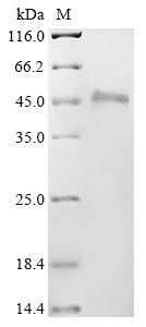 Greater than 90% as determined by SDS-PAGE.