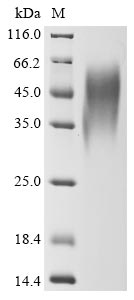 Greater than 90% as determined by SDS-PAGE.