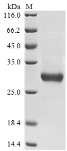 Greater than 90% as determined by SDS-PAGE.Recombinant Human Stimulated By Retinoic Acid Gene 6 Protein Homolog (STRA6) Protein (hFc)