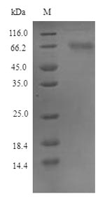 Greater than 90% as determined by SDS-PAGE.Recombinant Mouse Protein Fam83D (FAM83D) Protein (His)