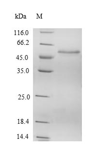 Greater than 90% as determined by SDS-PAGE.Recombinant Human Suppressor Of Swi4 1 Homolog (PPAN) Protein (His)