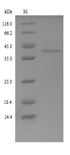 Greater than 90% as determined by SDS-PAGE.Recombinant Rat Fetuin-B (FETUB) Protein (His)