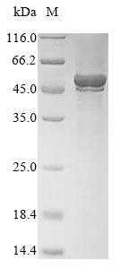 Greater than 85% as determined by SDS-PAGE.Recombinant Arabidopsis Thaliana Udp-Glycosyltransferase 78D1 (UGT78D1) Protein (His)