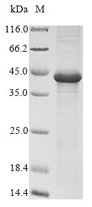 Greater than 90% as determined by SDS-PAGE.Recombinant Hesperocyparis Arizonica Pectate Lyase 1 Protein (His)
