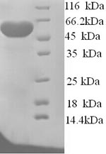 Greater than 90% as determined by SDS-PAGE.