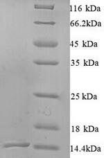 Greater than 90% as determined by SDS-PAGE.Recombinant Pinctada Fucata N16.1 Matrix Protein Protein (His)