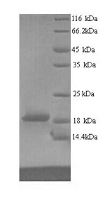 Greater than 90% as determined by SDS-PAGE.Recombinant Human Ribonucleoprotein Ptb-Binding 2 (RAVER2) Protein (His)