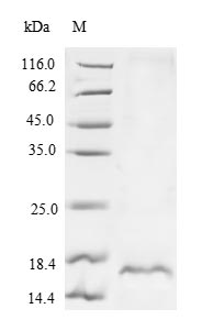 Greater than 90% as determined by SDS-PAGE.Recombinant Calloselasma Rhodostoma Snaclec Rhodocytin Subunit Beta Protein (His)