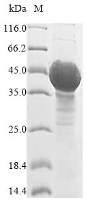 Greater than 85% as determined by SDS-PAGE.Recombinant Arabidopsis Thaliana Udp-Glycosyltransferase 89C1 (UGT89C1) Protein (His)