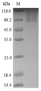 Greater than 90% as determined by SDS-PAGE.Recombinant Human Gamma-1-Syntrophin (SNTG1) Protein (His&Myc)