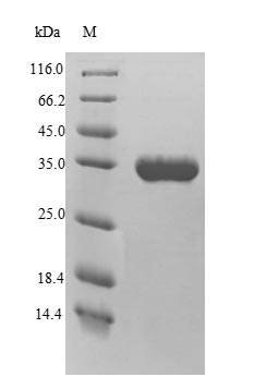 Greater than 90% as determined by SDS-PAGE.Recombinant Arabidopsis Thaliana Probable Wrky Transcription Factor 40 (WRKY40) Protein (His)
